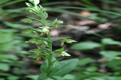 Habenaria virens